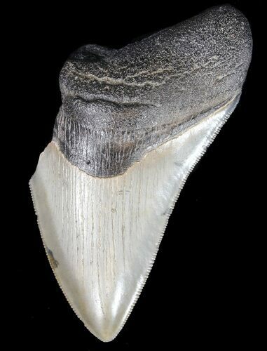 Partial, Serrated Megalodon Tooth - Georgia #41576